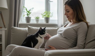 Hamilelikte Evde Kedi Beslemek Gerçekten Tehlikeli Mi?